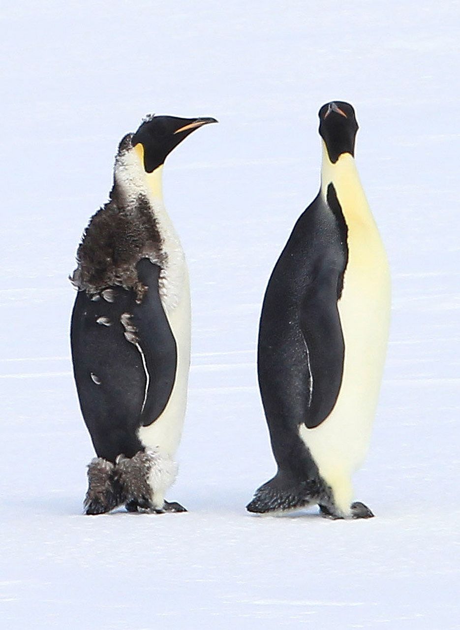 南极的企鹅,身披黑白色的羽毛,它们世世代代坚守在那里,无论风雪多么