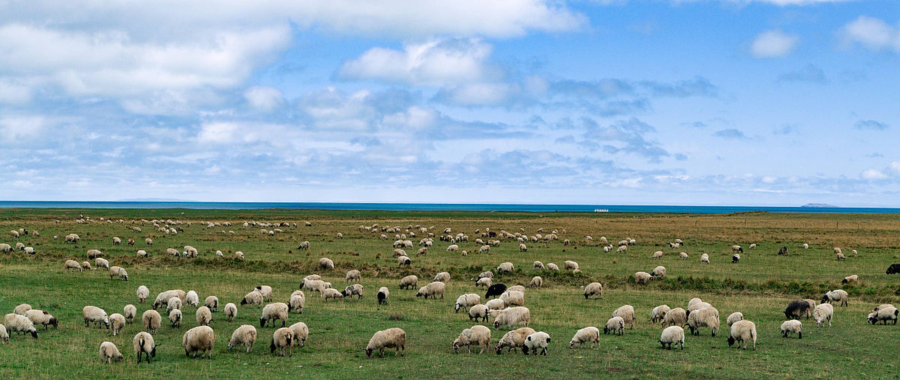 看这只羊,它正在享受它的安静时刻.