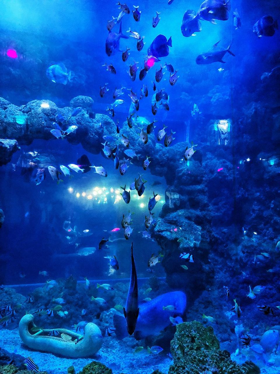 青岛海底世界整合了青岛水族馆,标本馆,淡水鱼馆等原有旅游资源,与