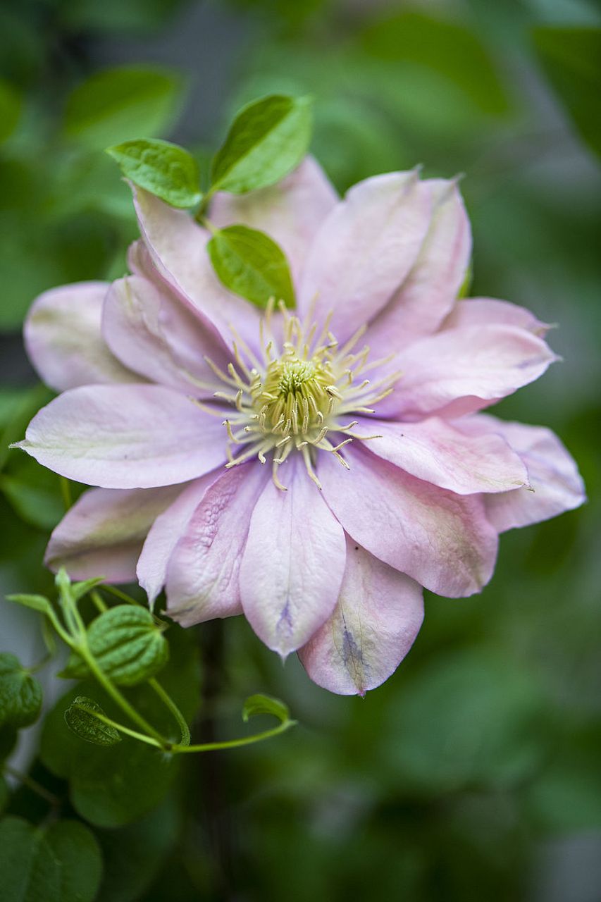铁线莲是一种美丽的藤本植物,具有以下特点:  1.