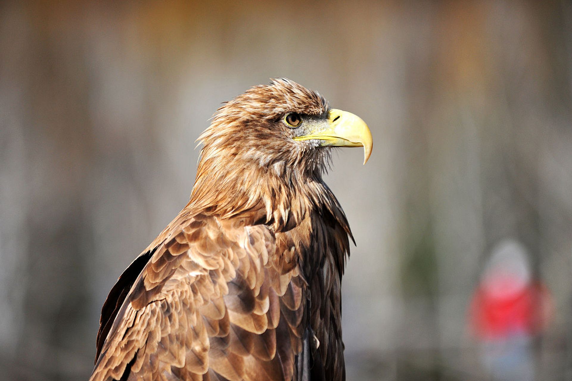 雄鹰从来没有在乎过麻雀怎么评价它,用什么语言谈论它,用什么眼神注视