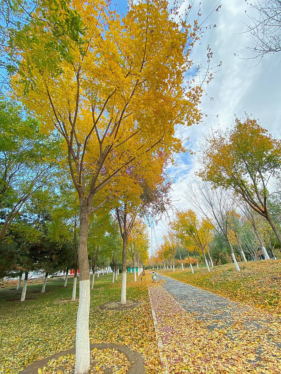 2007 年,在郑州市市树评选中,法桐以 56.7%的得票率当选为郑州市市树.