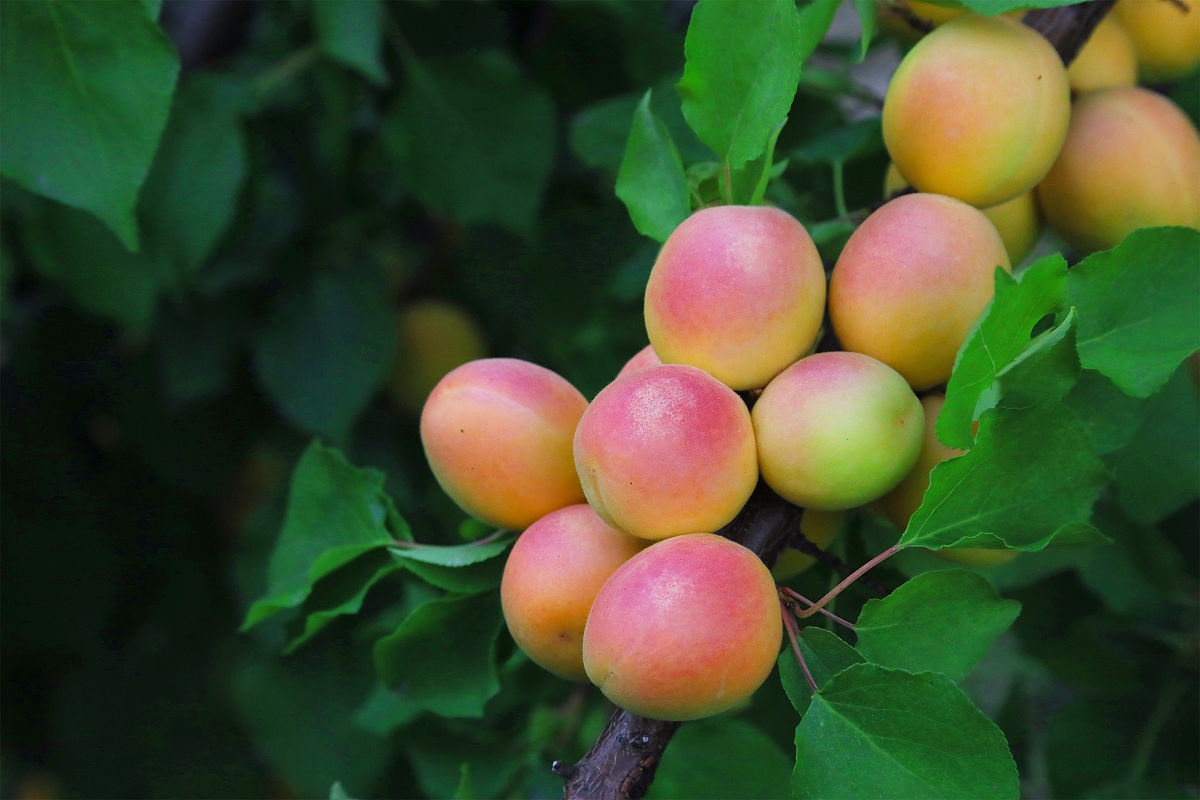 大岷贡杏——癌症的防火墙