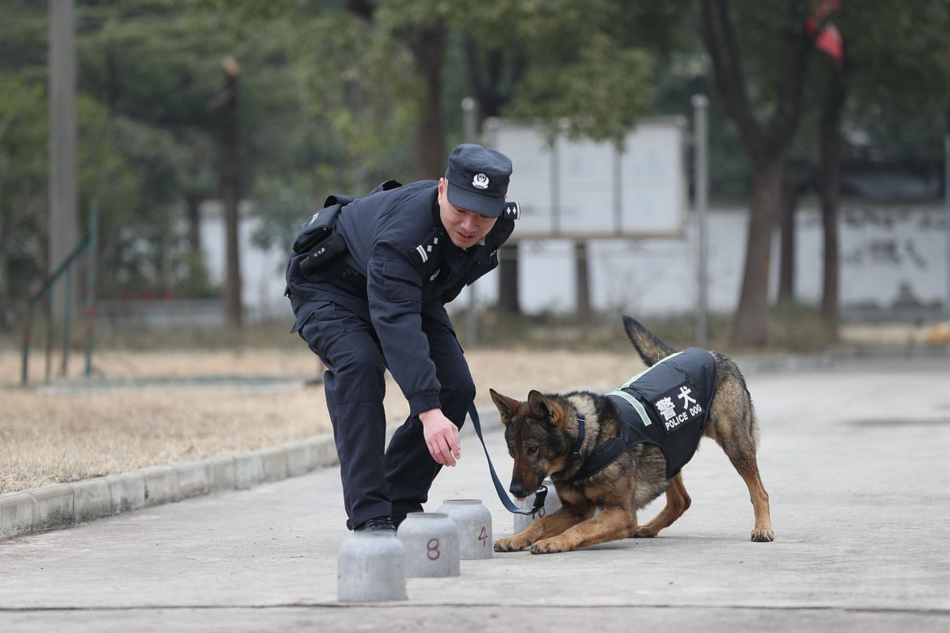 退役警犬看见升国旗后的动作令人动容:正襟危坐,跟着"敬礼".