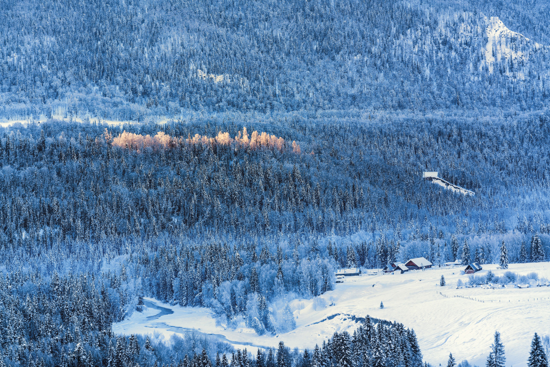 冬天的白桦林图片大全图片