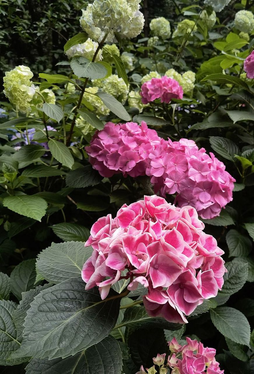 《玉绣球花》宋·黄庚  花神巧学传宫样, 不属针工属化工.