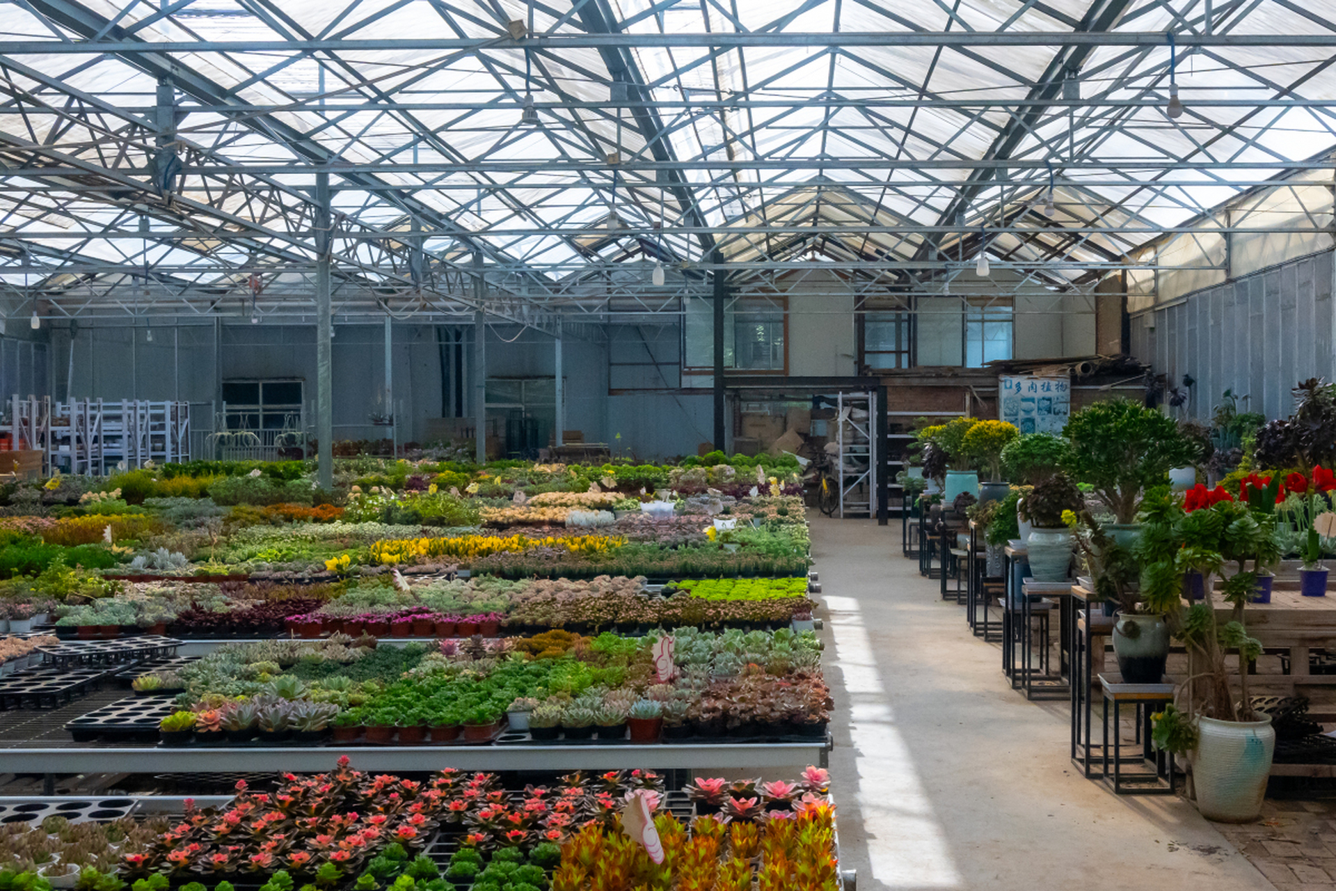 慢慢开始逛三圣乡花卉市场,一边欣赏着美丽的花朵,一边和卖家交流着