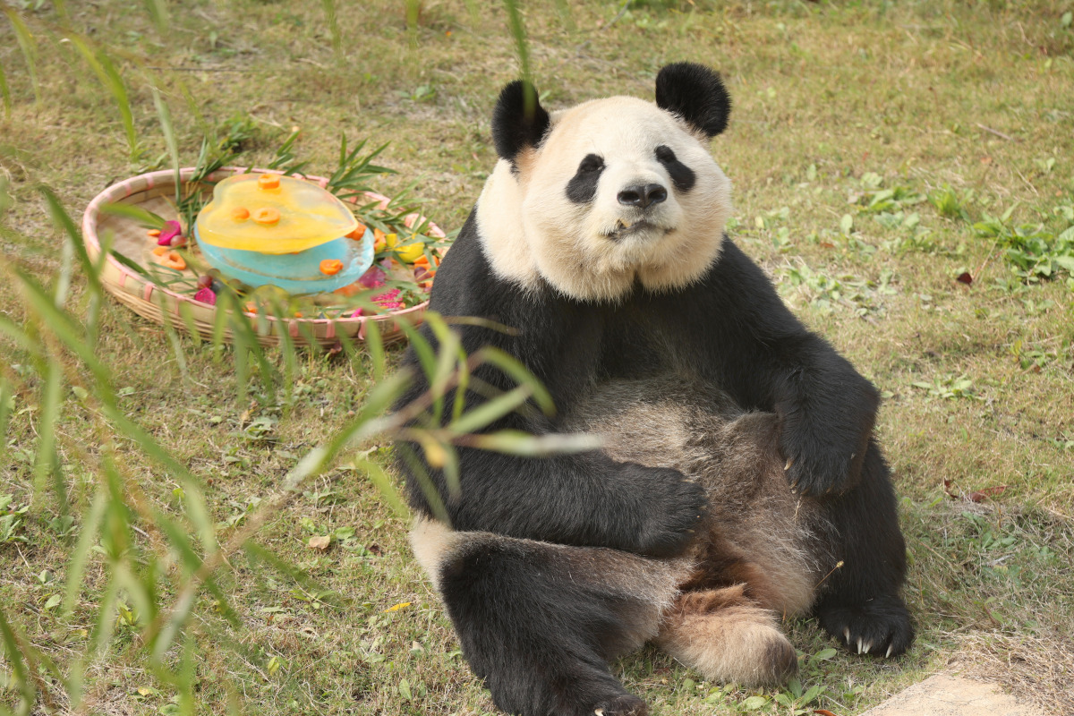 江苏南通森林野生动物园:大熊猫的腊八盛宴