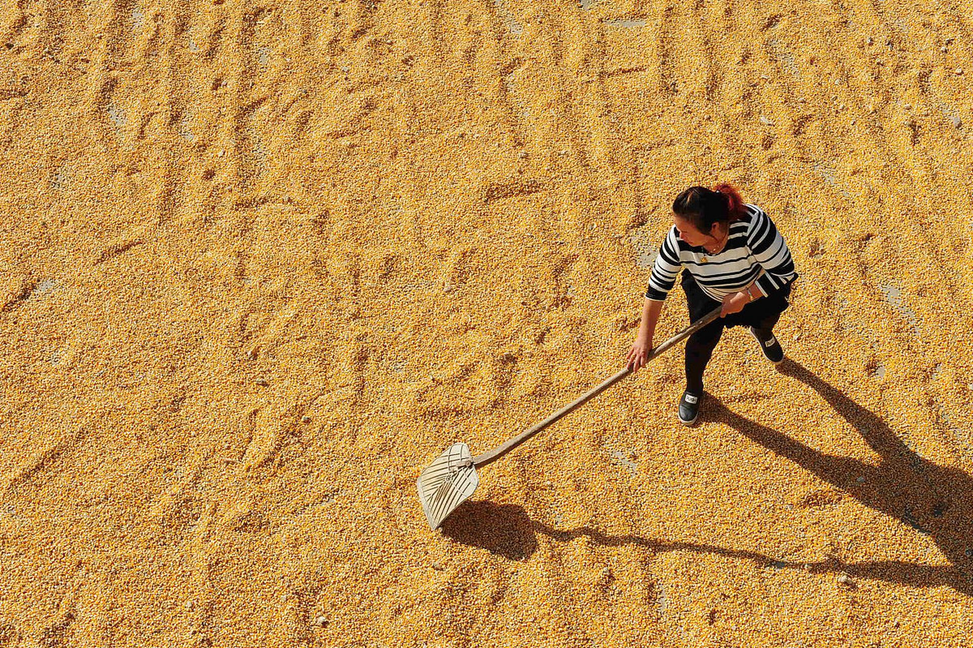 政府大院开放给农民晒粮  封丘县的做法为保障粮食安全树立了好榜样.