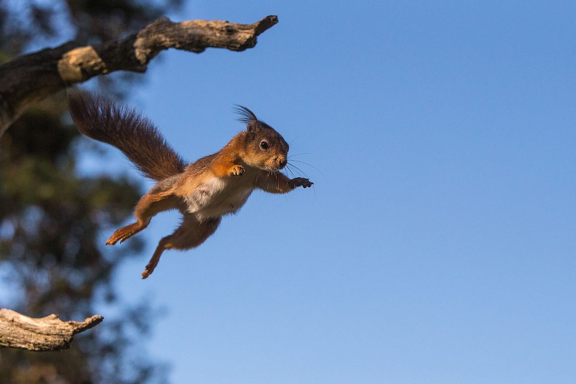 红松鼠,又称红毛松鼠,是一种活泼可爱的小动物.