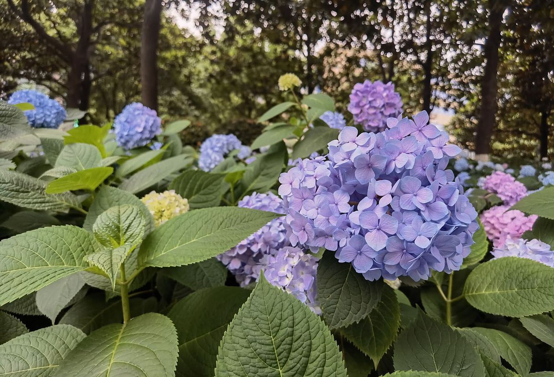 《玉绣球花》宋·黄庚  花神巧学传宫样, 不属针工属化工.