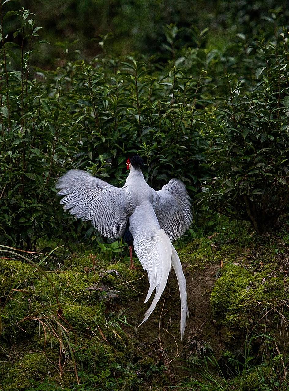 在茂密的林间,白鹇鸟轻盈地穿梭,如同一道白色的闪电,给人留下深刻的