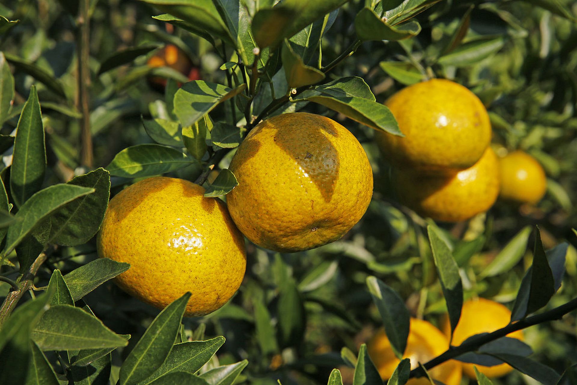 橘子的味道有点酸,生活的味道比橘子还酸!