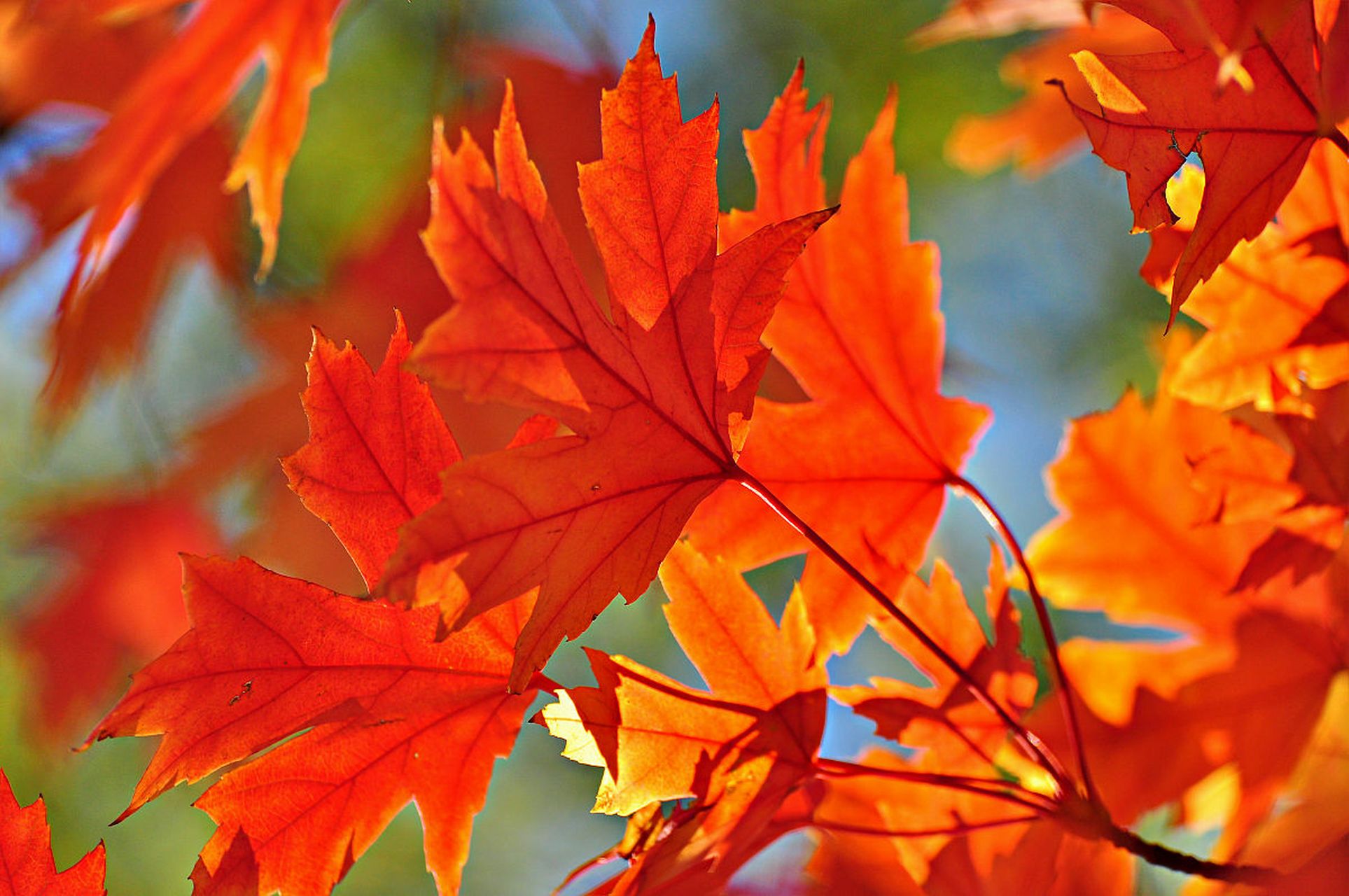 秋天的大自然,  本身就是一道美丽的风景线,  它以缤纷而热烈的色彩装