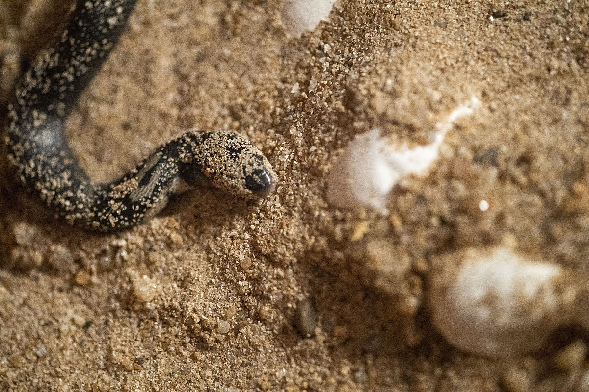 蛇蛋不能拿走的原因主要有以下几点:保护野生动物:某
