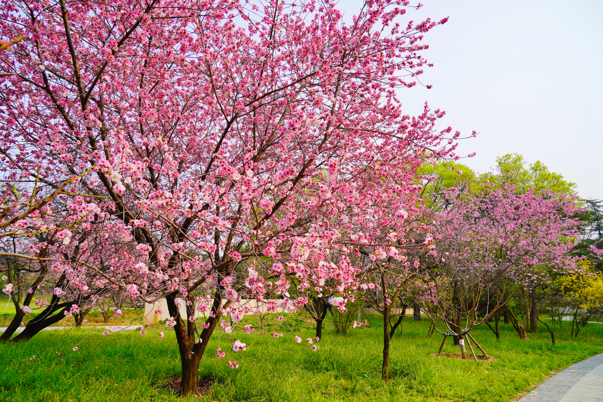 桃树开花期是防治病虫害关键期,果农应选用低毒,低残留农药,如生物