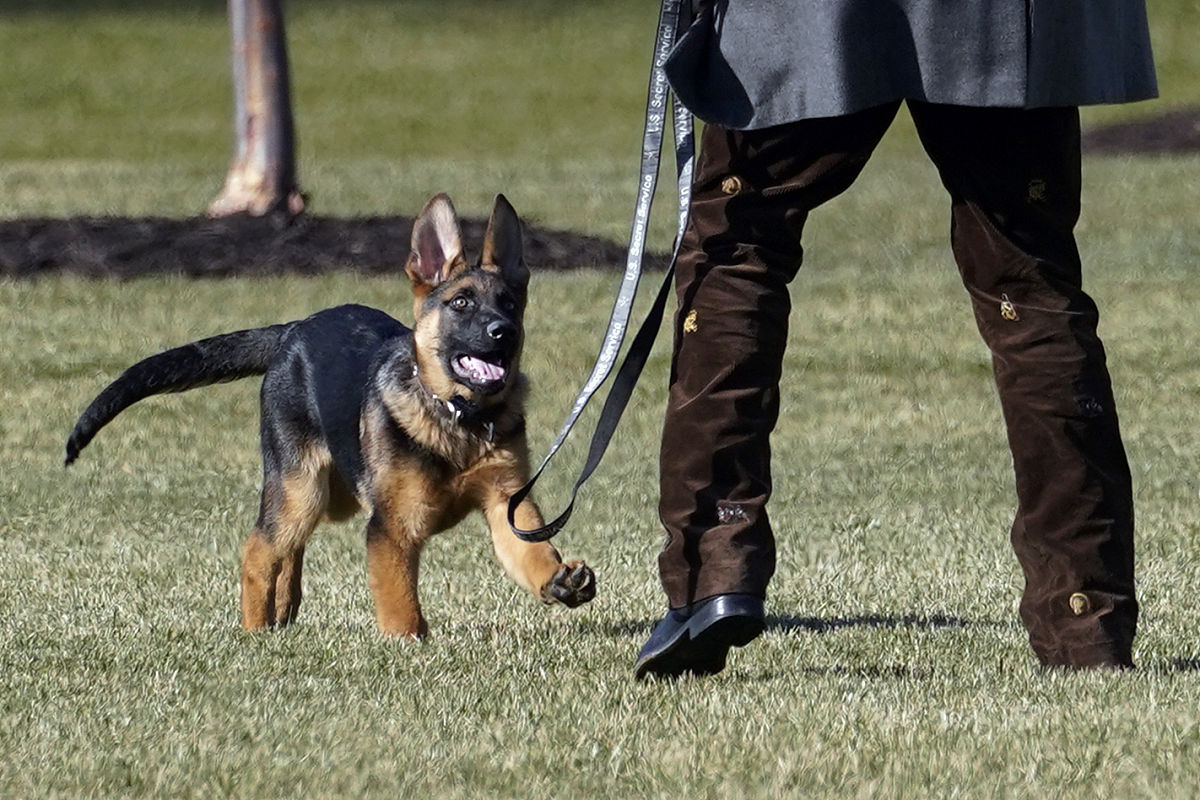 平背德国牧羊犬和弓背德国牧羊犬