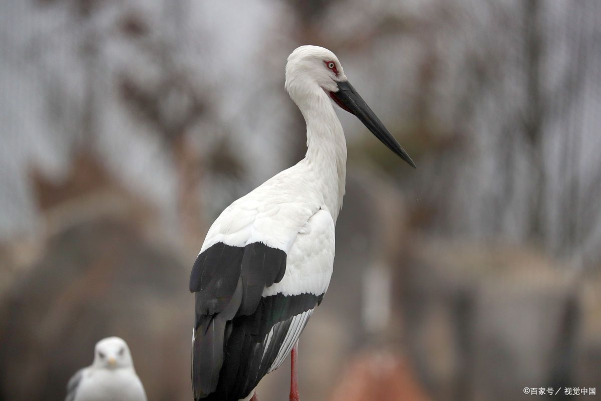 事件由摄影爱好者使用无人机拍摄鸟类引起