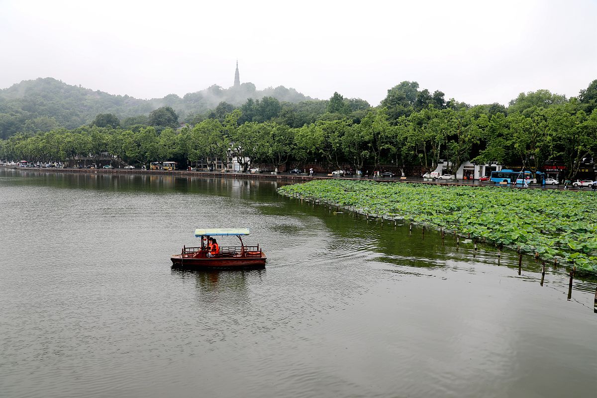 雨中西湖荷花图片