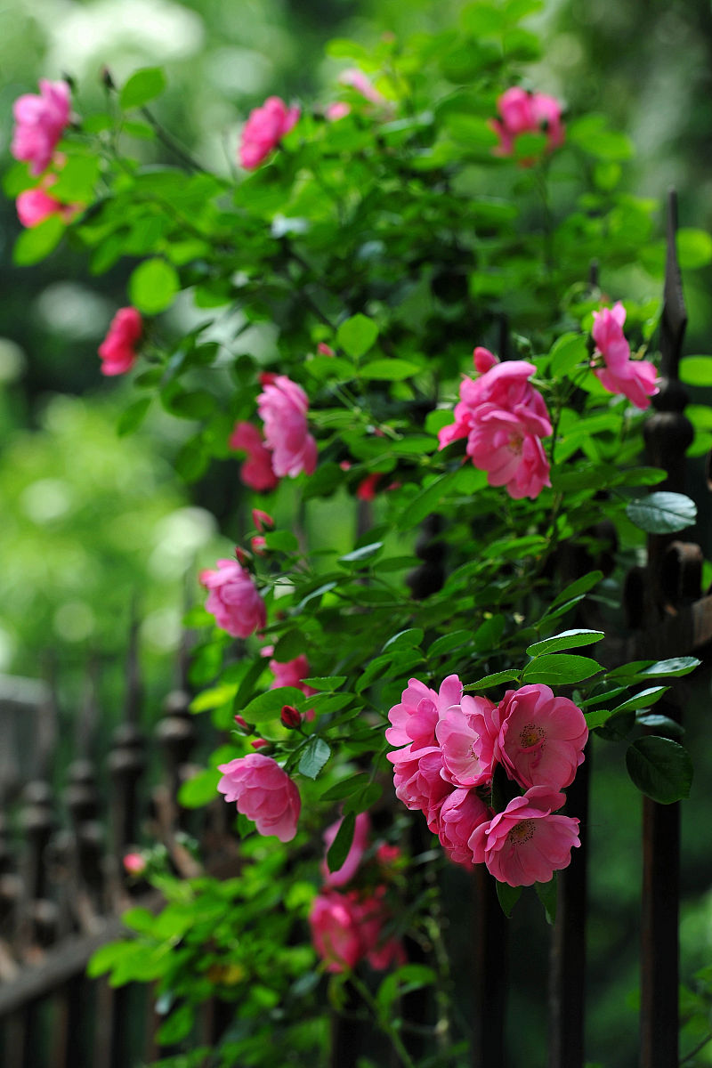 漫步花间,仿佛恋人的温柔包围,四季轮回,唯此刻情最浓.