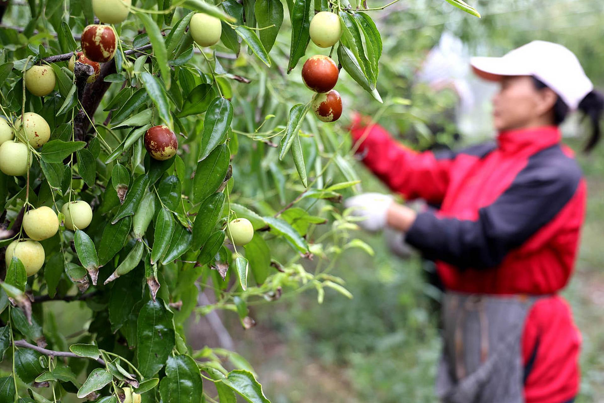 酸枣种植的行距通常为2-3米,株距为1-2米, 2.