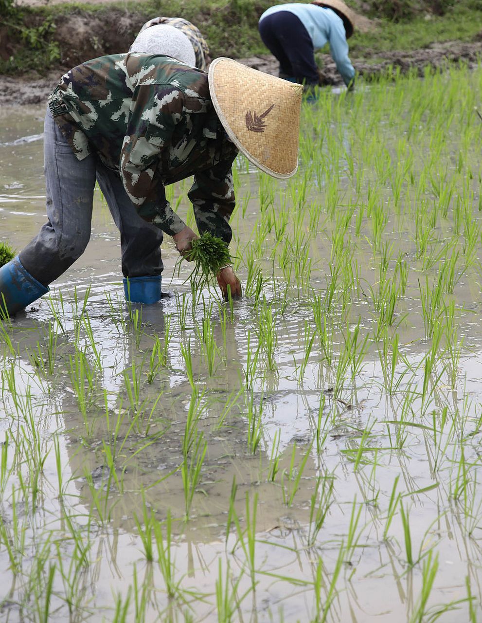 插秧是一项非常重要的农业活动,它标志着春耕时期的开始.
