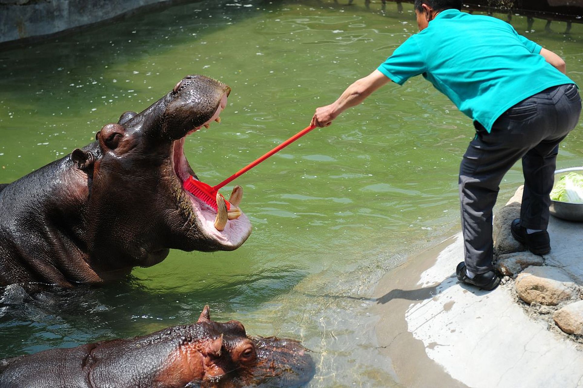 河马有一张大嘴巴,这是它们用来觅食和交流的工具.