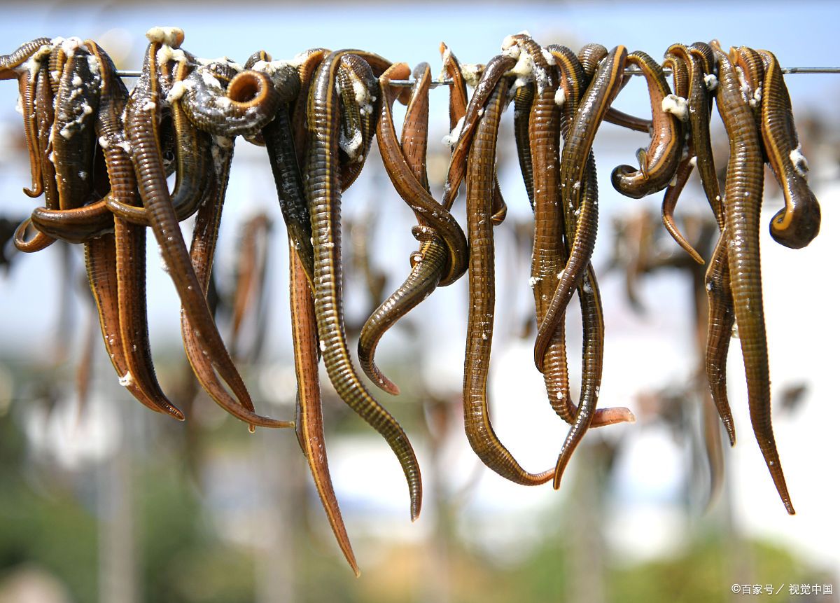 你家乡有吗?过去农田常见的蚂蟥,如今1500元一公斤,咋回事?