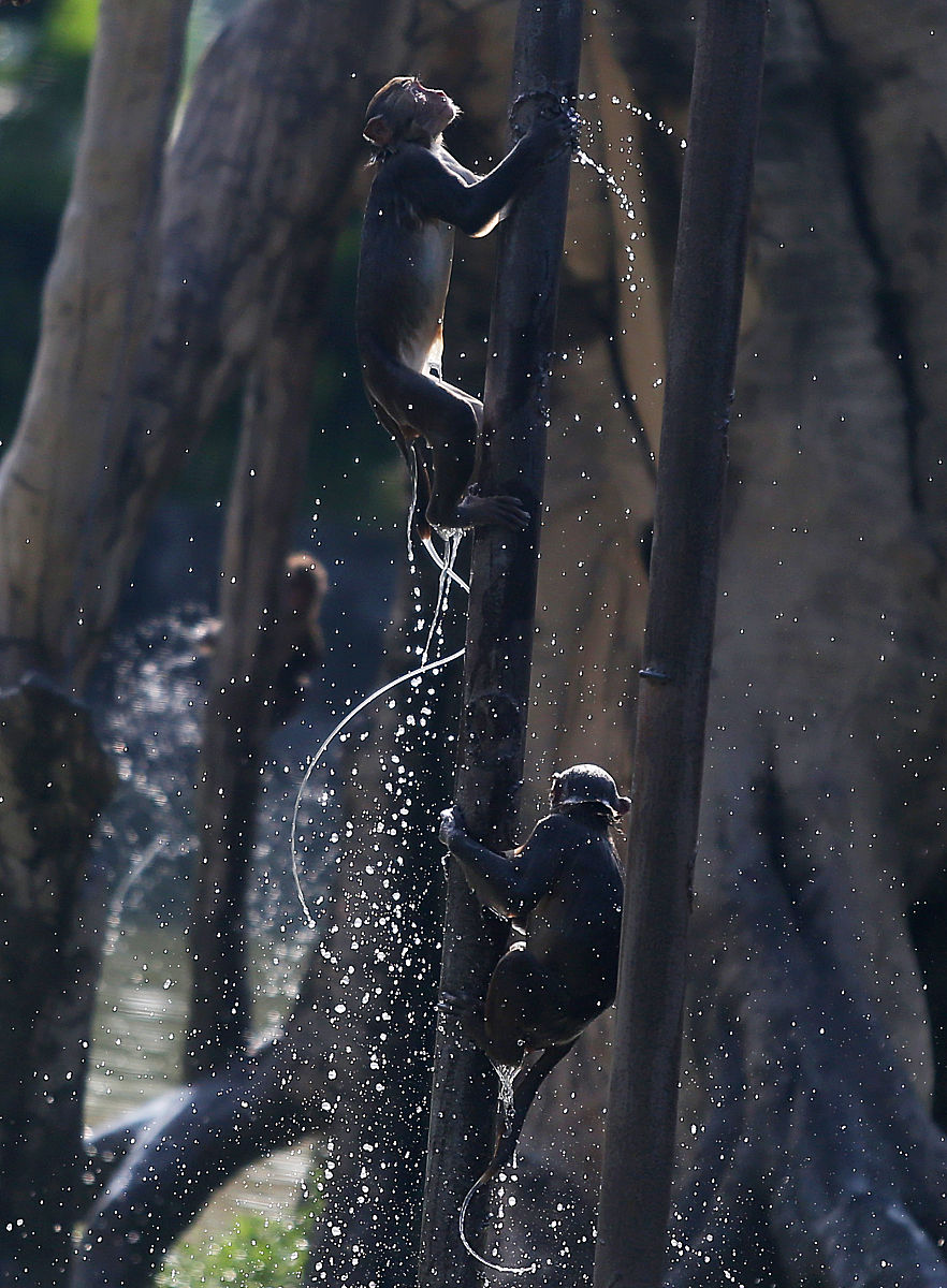 "猴子爬杆,衙役换岗"