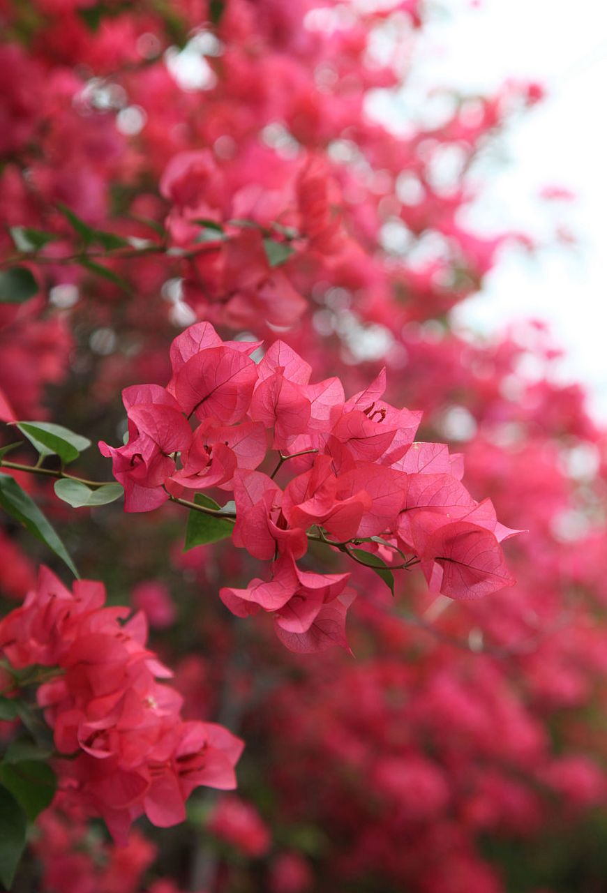 三角梅的三片花瓣呈三角形分布,  使得整个花朵看起来,  像一个穿着
