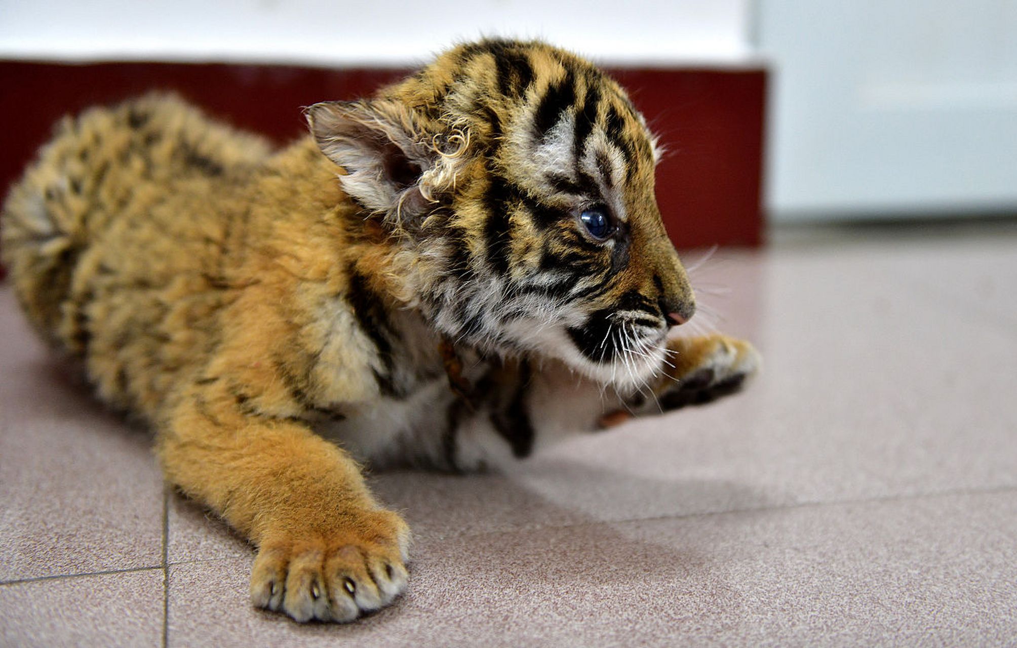 得到动物园小姐姐悉心照料的小老虎,虎气十足!#动物趣图