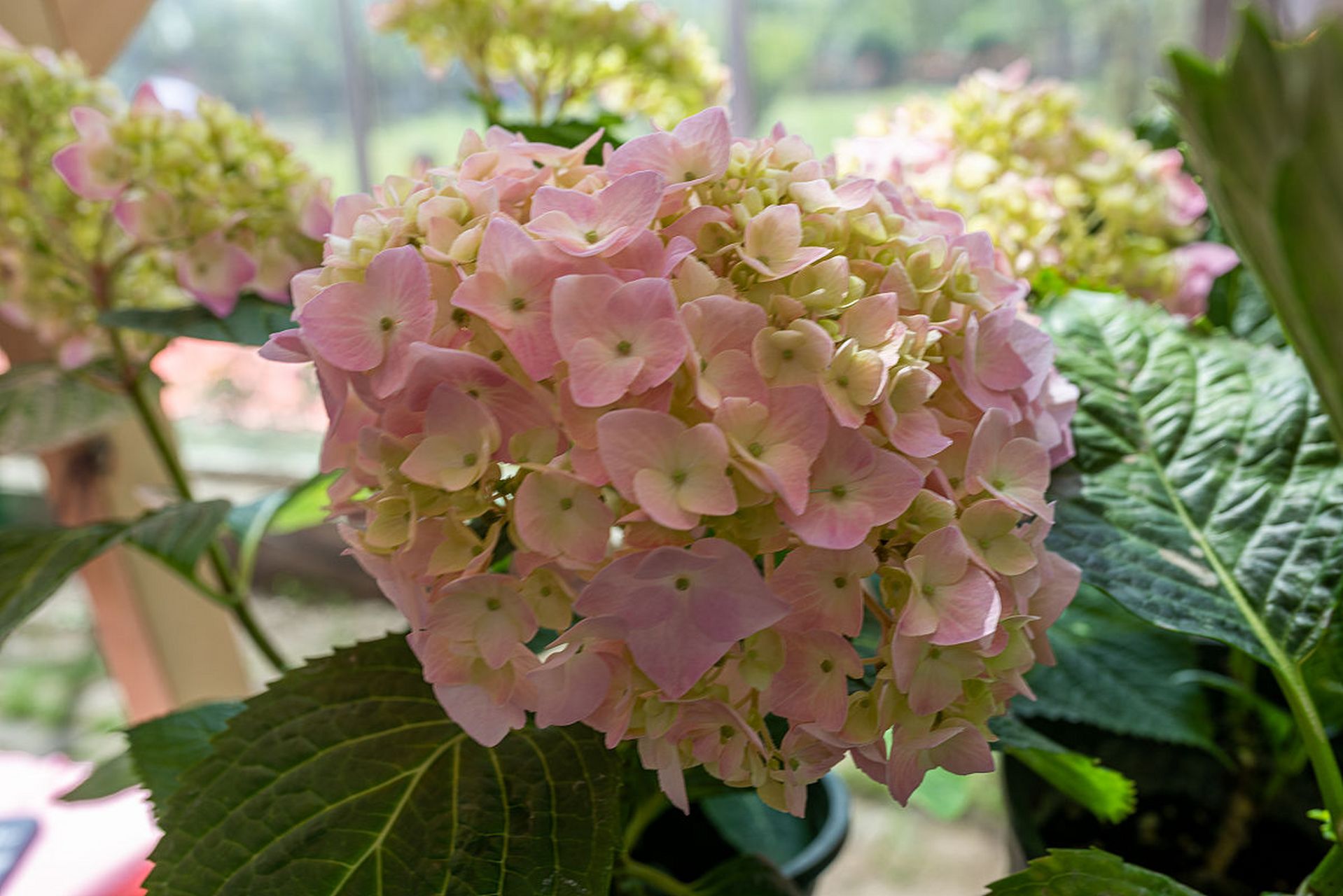 中华木绣球斗球是一种常绿灌木或小乔木,原产于中国,适应温暖湿润环境