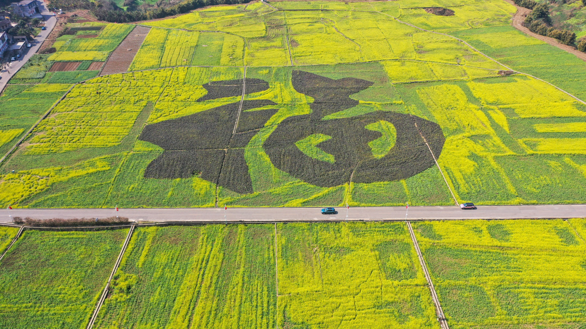 贵州兴义的万峰林,不仅可以欣赏绝美的山川之美,还可以看油菜花海