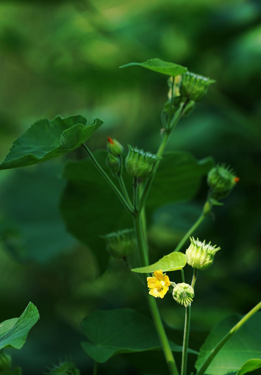 小时候吃过的请举爪儿01  苘麻是锦葵科苘麻属的一种一年生草本植物