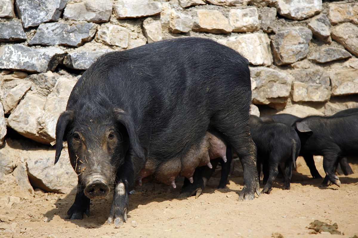 巨型大黑猪现身四川广元,体重达1000斤,是否会威胁我国生态