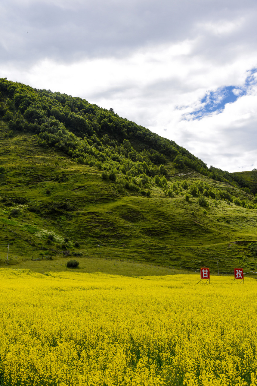 离开新都桥前往色达的路上,经过了塔公草原,距离亚拉雪山观景台只有十