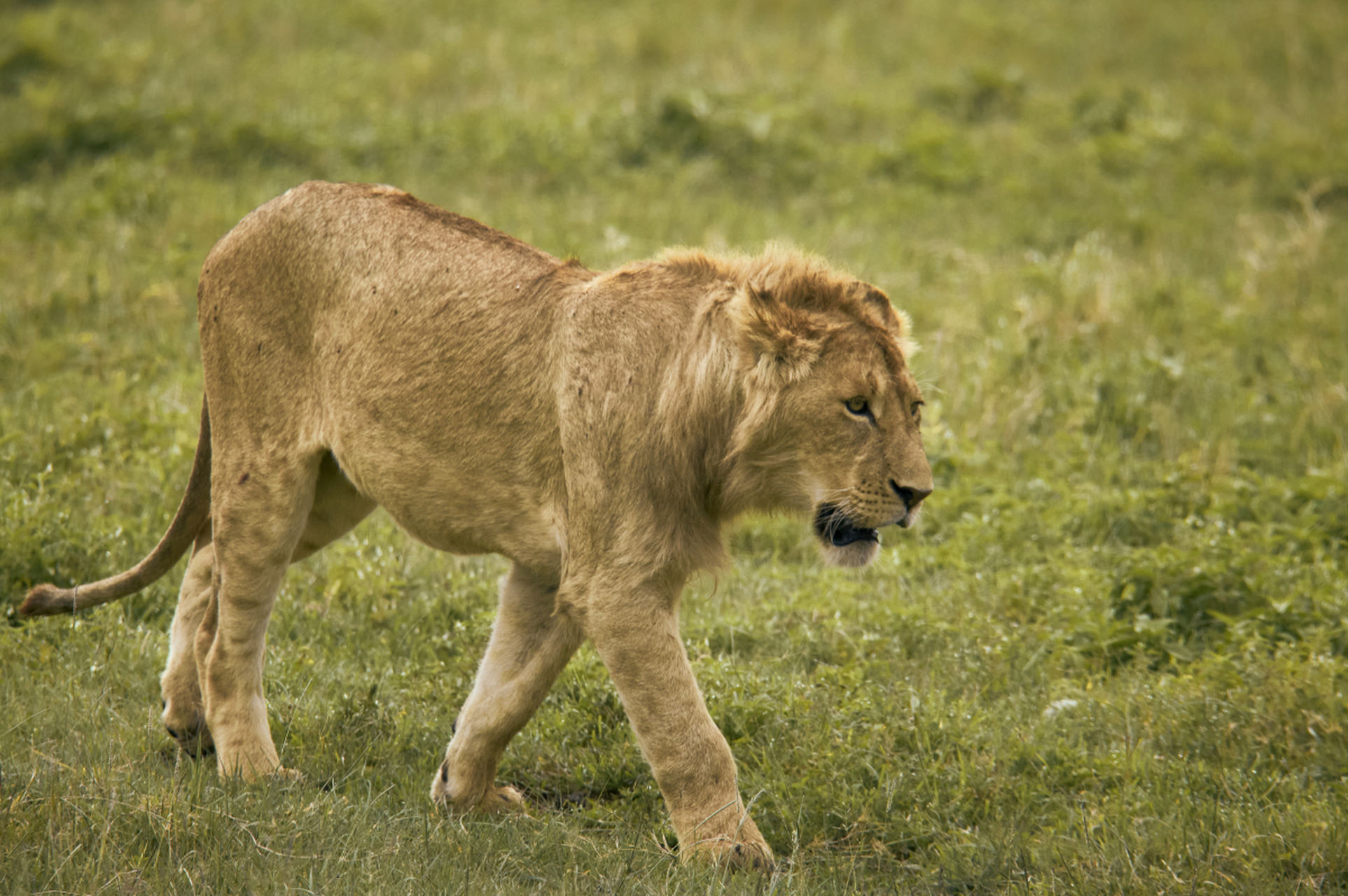 非洲大草原的狮子,如同夕阳下的王者,威严而沉静;大象的稳健步伐,犹如