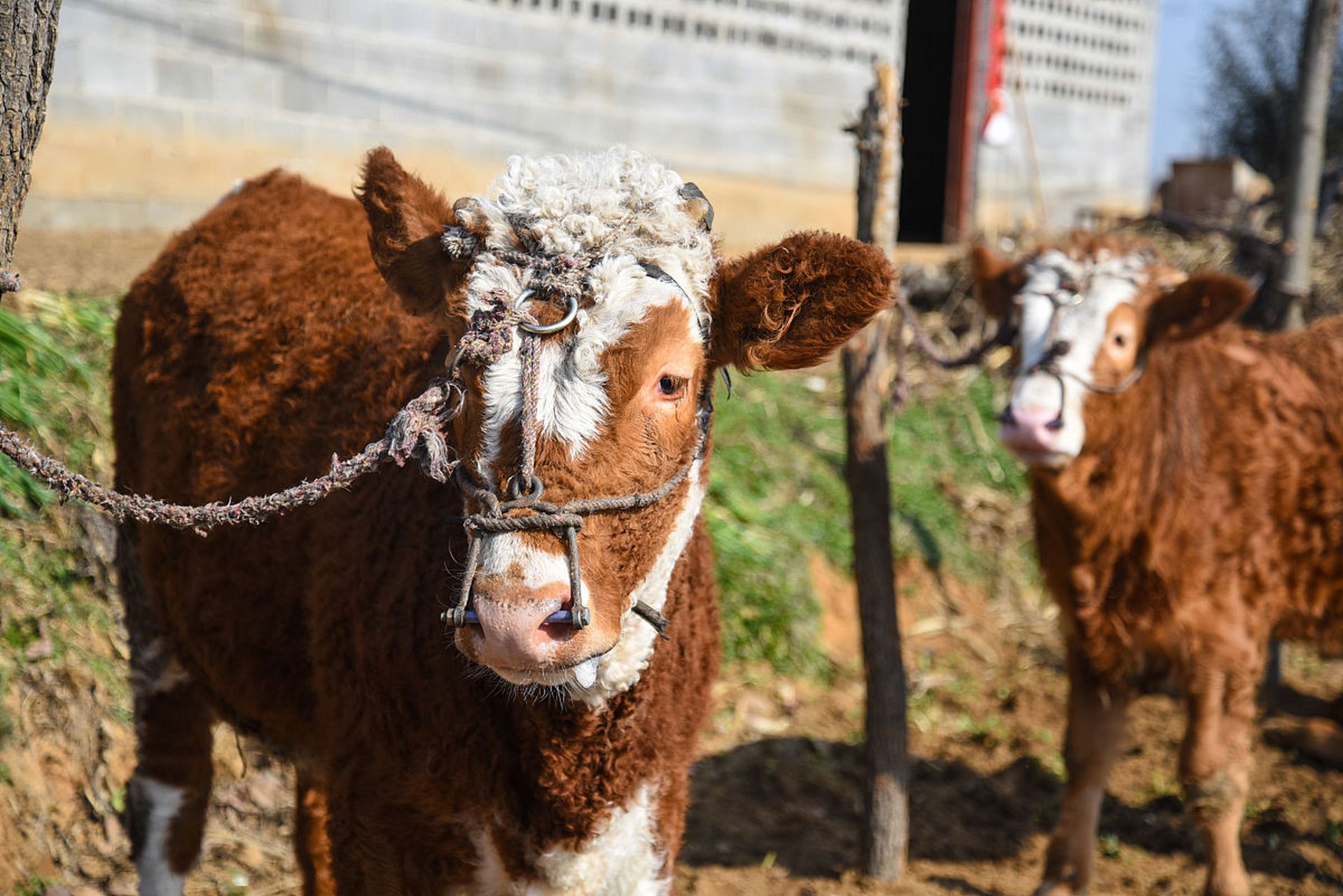 大畜卦:童牛之牿,小牛犊生性好动,乱跑乱动,极容易损害新生的犄角