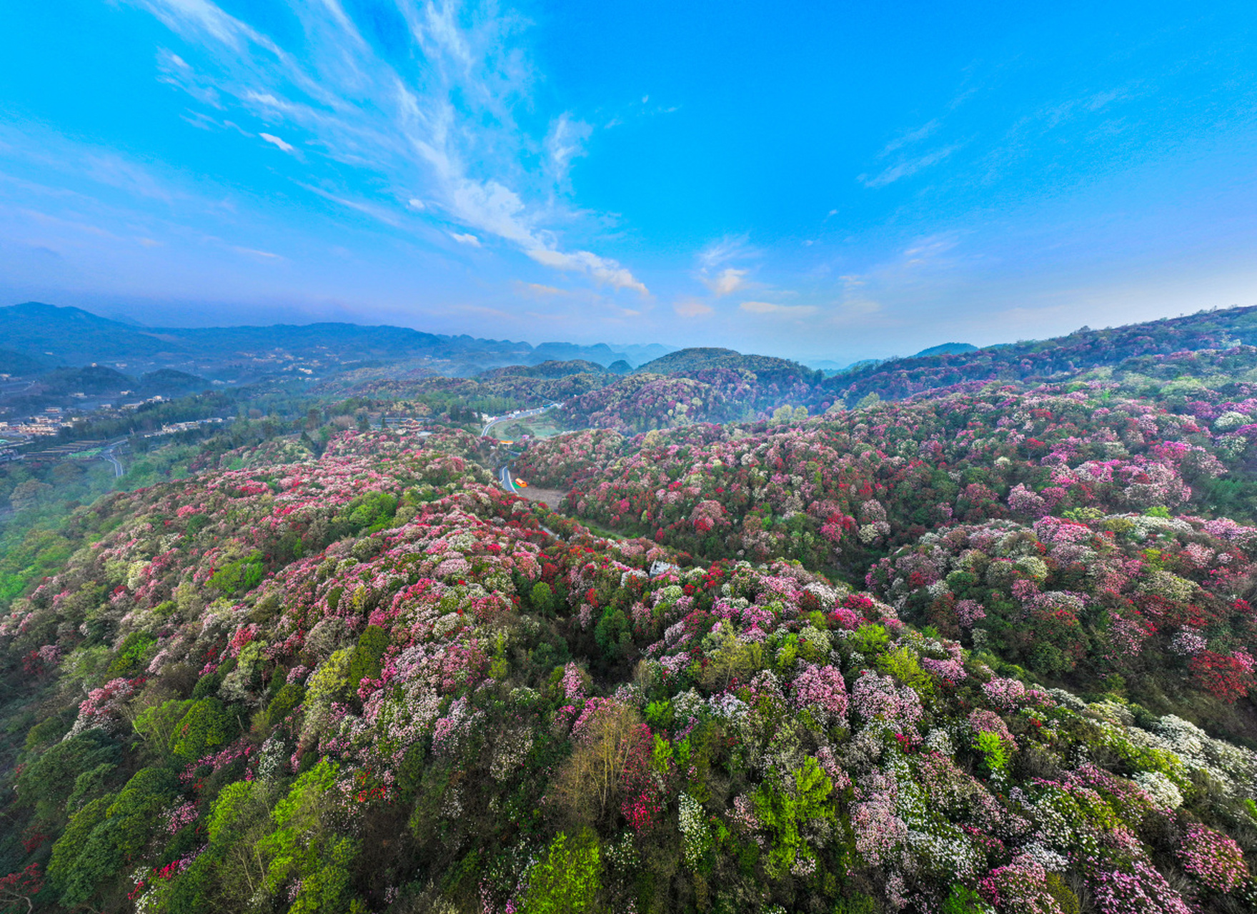 【贵州毕节百里杜鹃花开似锦】:毕节杜鹃花海美景  94贵州毕节,这片