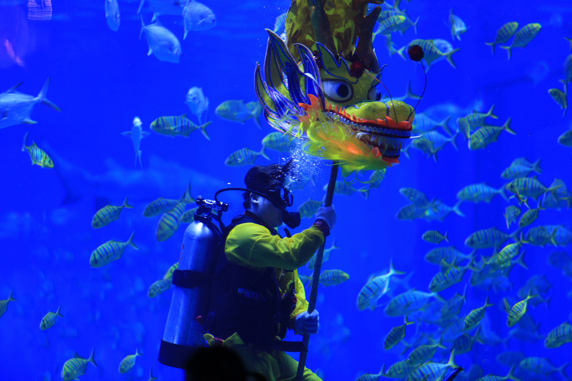 湛江海洋公园,这个充满海洋生物的神奇世界,以其独特的魅力和丰富的