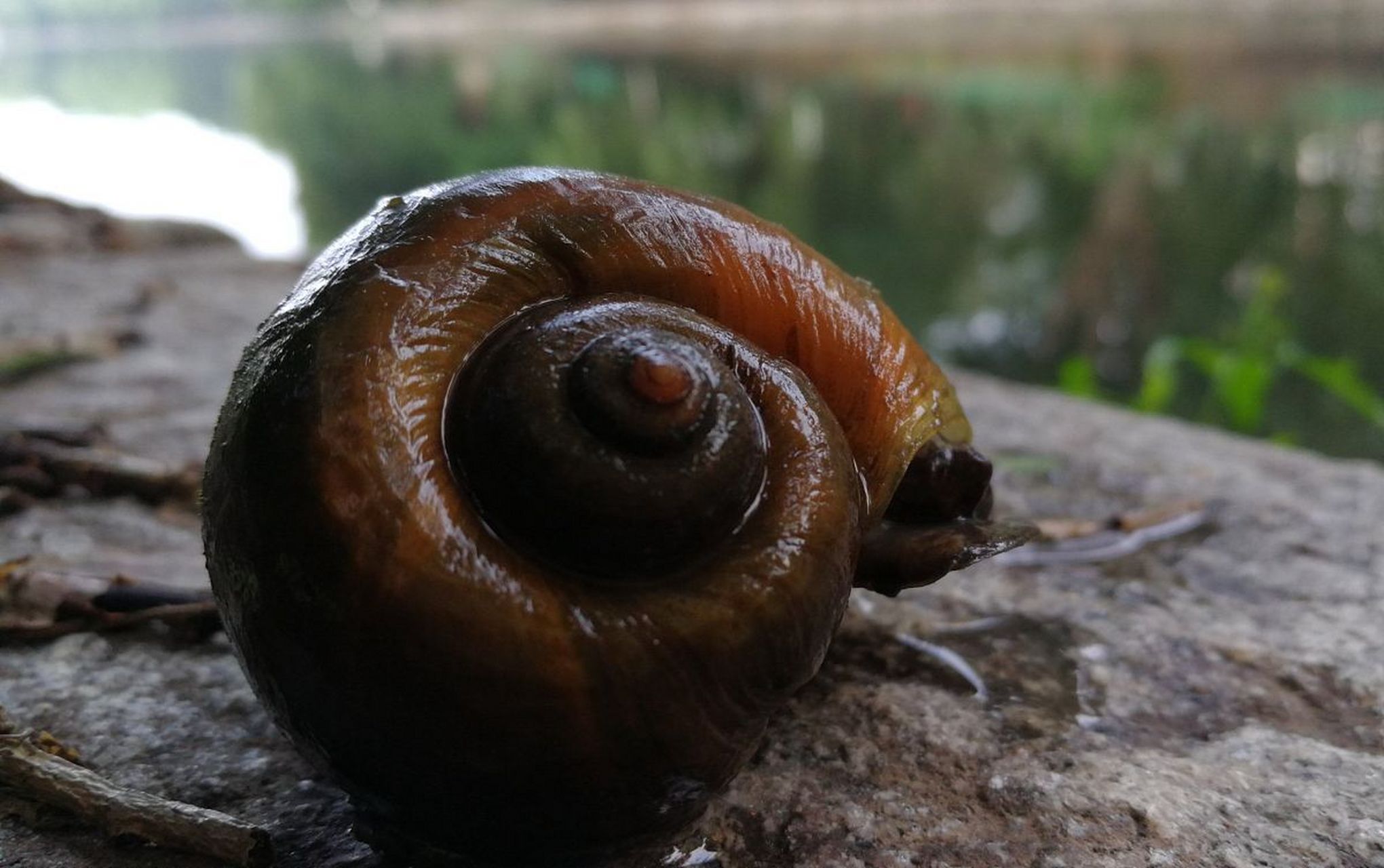 福寿螺贝壳外观与田螺相似.