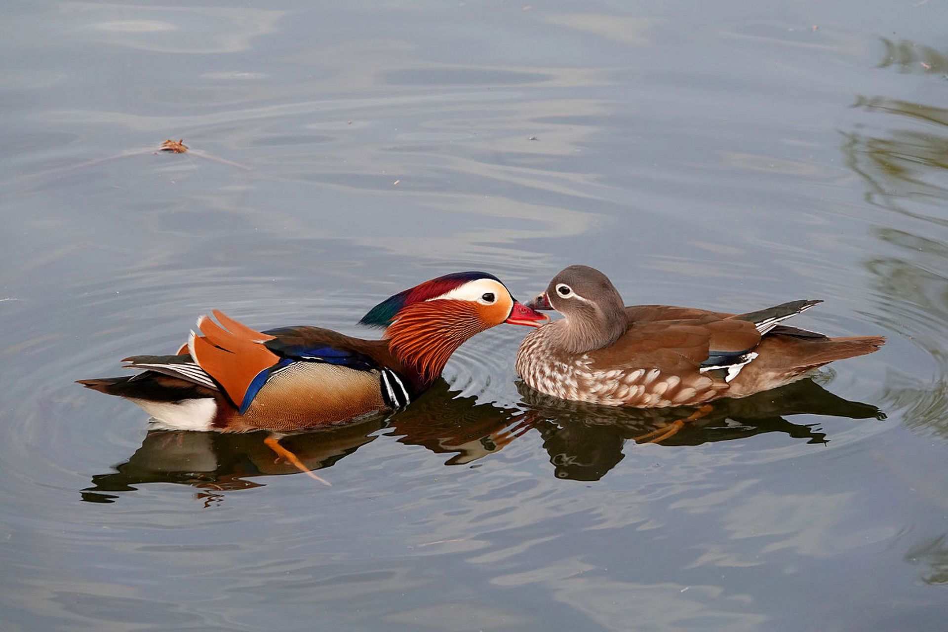 今天看到这个段子,和大家分享下, 女生看了千万别笑也别哭.
