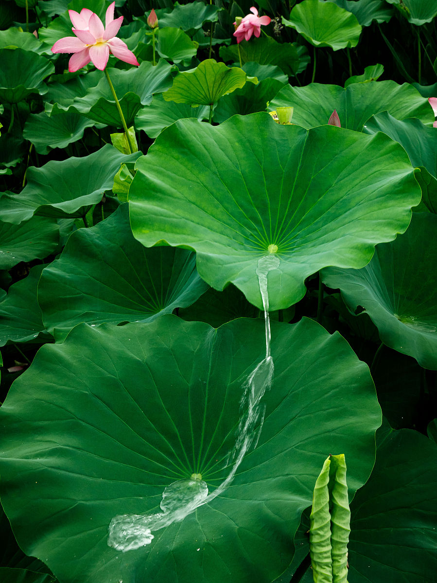 荷叶属什么科属呢