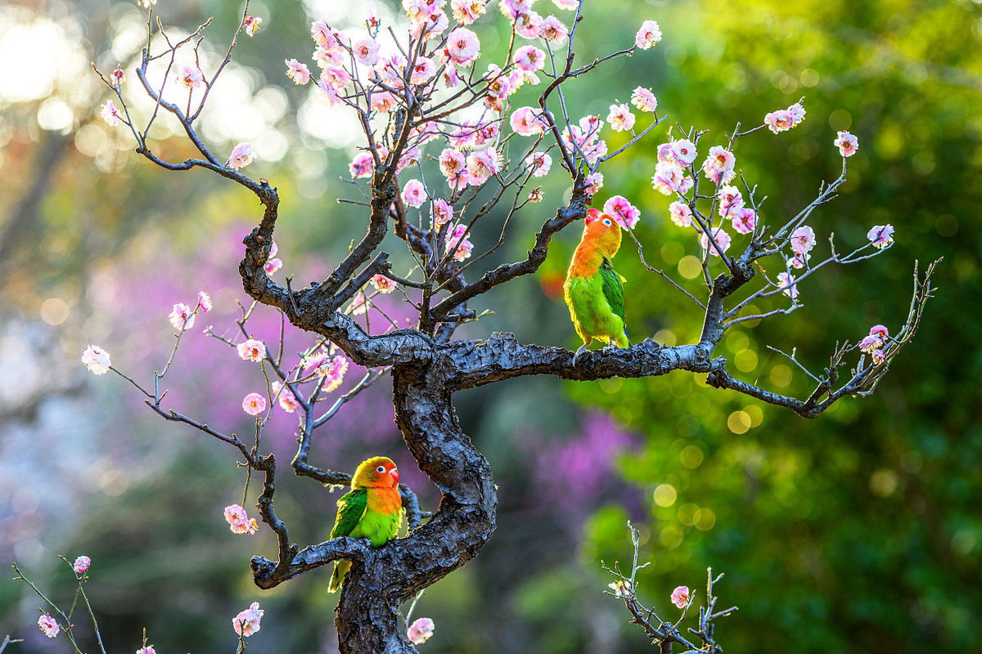 国内文旅# 【桃花鹦鹉图】鲜艳的桃花与绚丽的鹦鹉相互辉映,犹如一幅