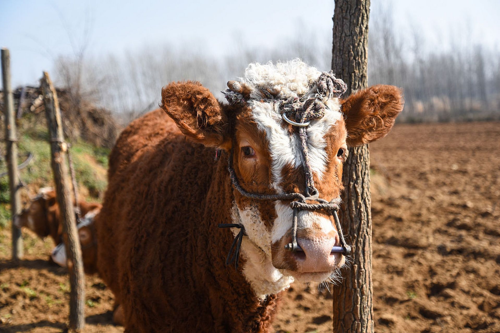 动物趣图# 可爱的小牛犊,萌萌的,毛绒绒.