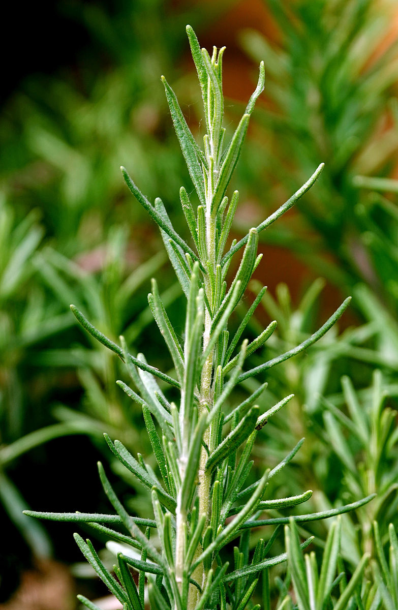 茶花类养生食谱之"迷迭香醋" 原料:新鲜迷迭香600克,陈年醋1200毫升.