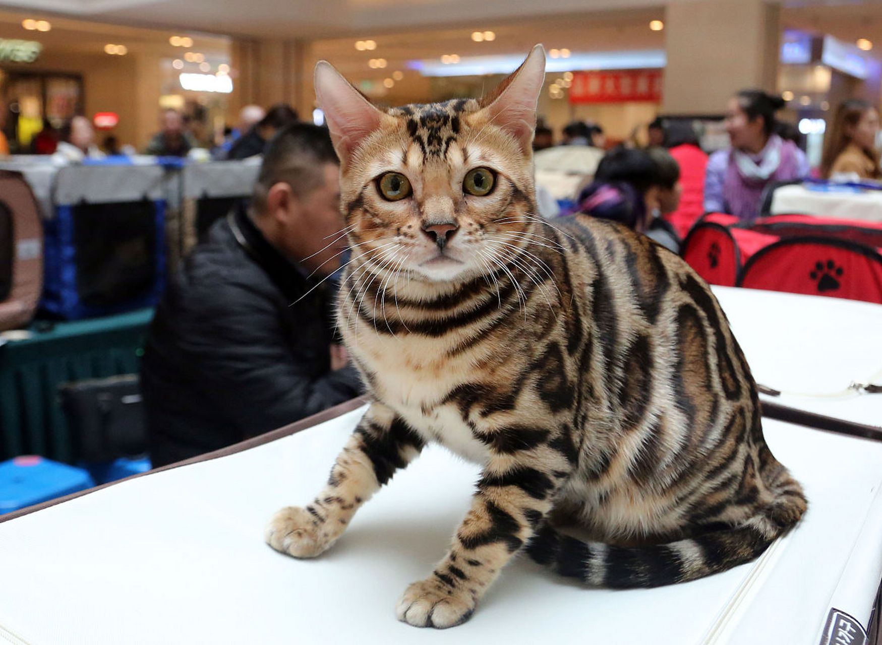 摘要: 虎斑猫和狸花猫在外貌,性格,养护和健康方面都有所不同.