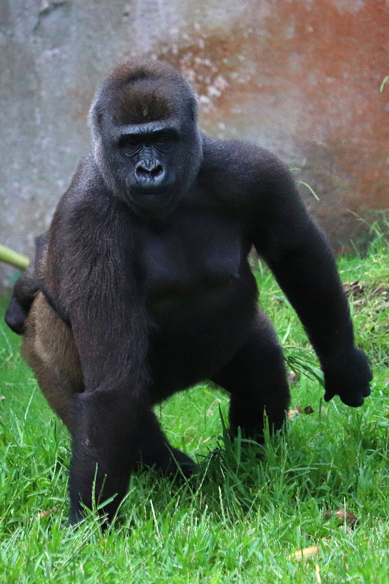 近日,中国重庆动物园内一只猩猩的纯洁行为引发了社交媒体的热议.