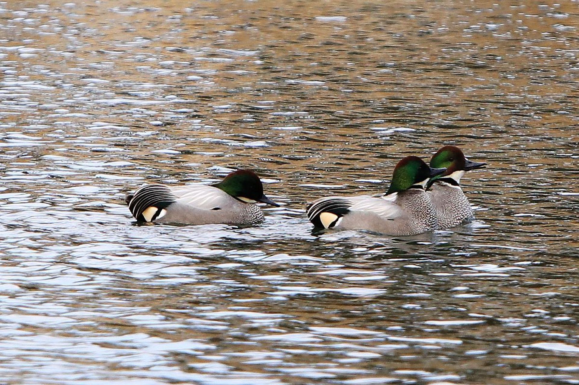 这是罗纹鸭,头顶呈栗色,头侧绿色闪光冠羽延伸至颈部,它们喜欢结群在