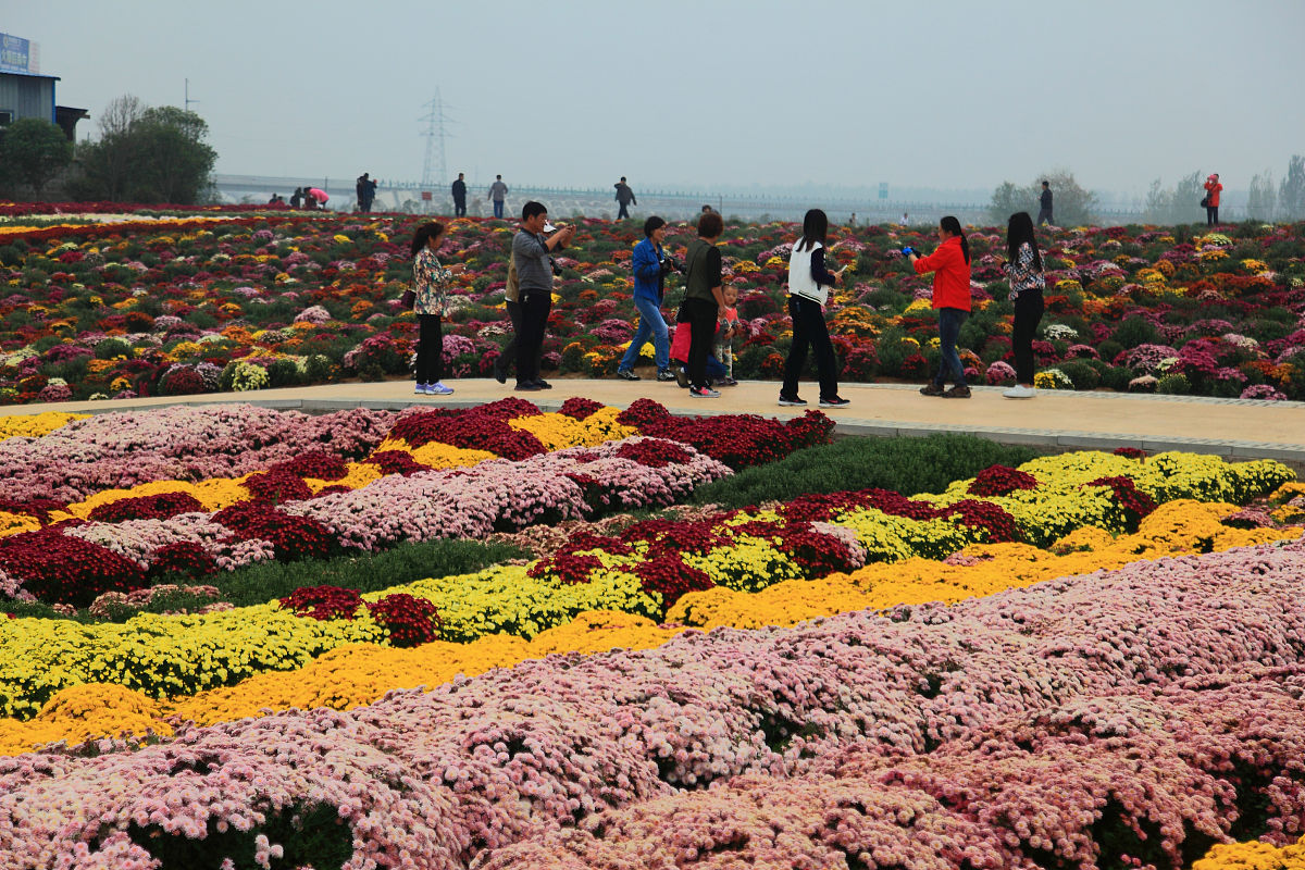 为什么滁州花博园的秋天特别适合赏花和拍照?
